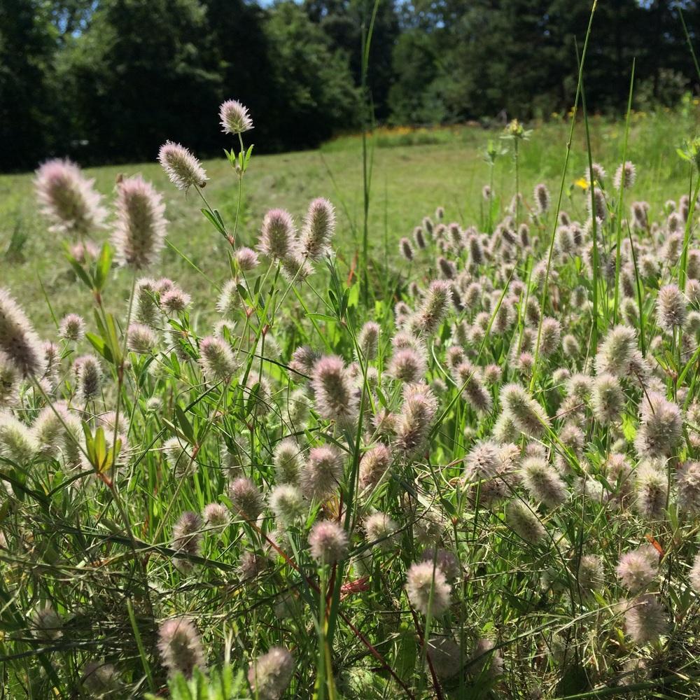 Photo of Rabbitfoot Clover (Trifolium arvense) uploaded by Daisysdaughter