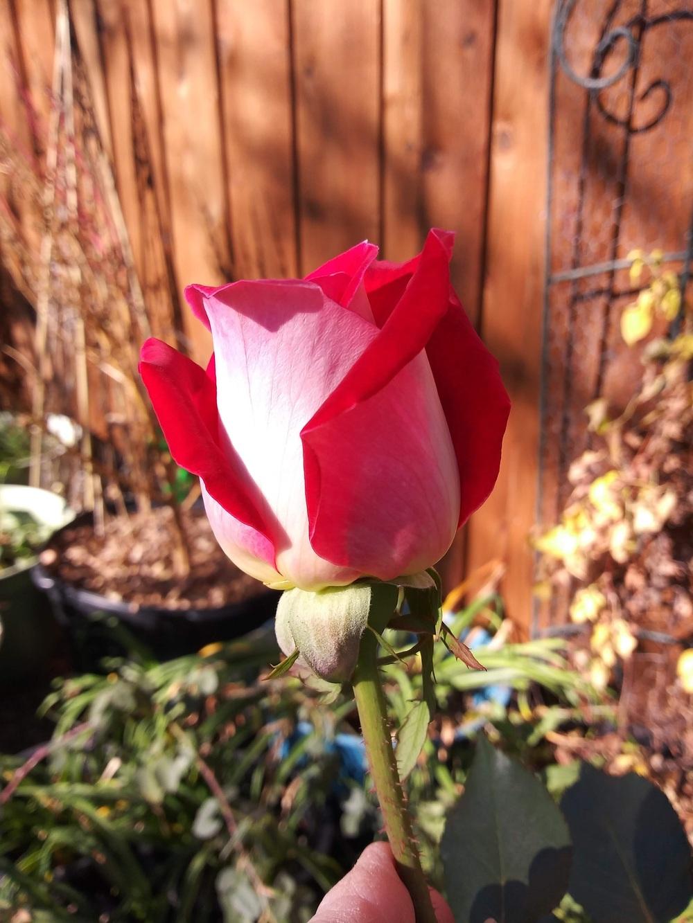 Photo of Rose (Rosa 'Love') uploaded by Daisysdaughter