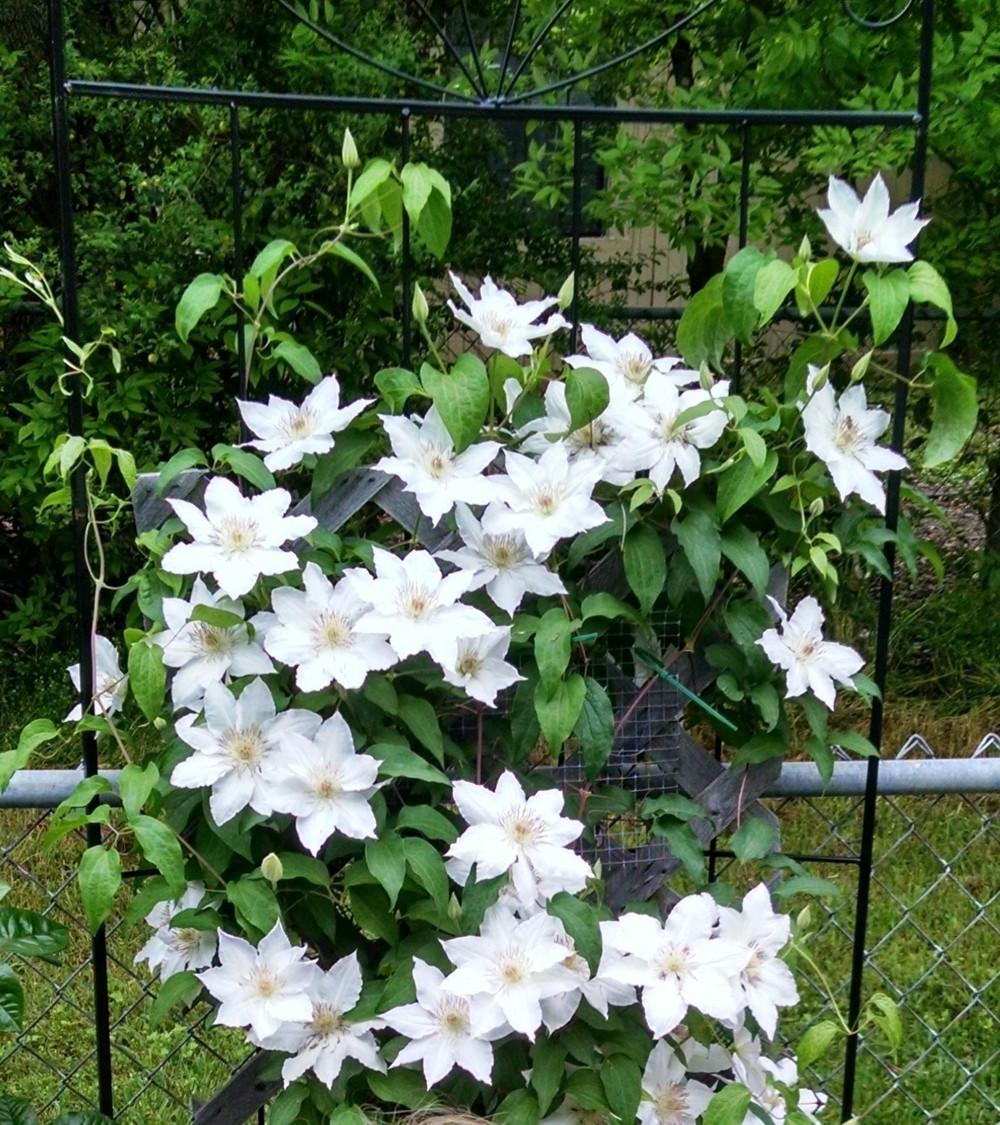 Photo of Clematis 'Henryi' uploaded by Daisysdaughter