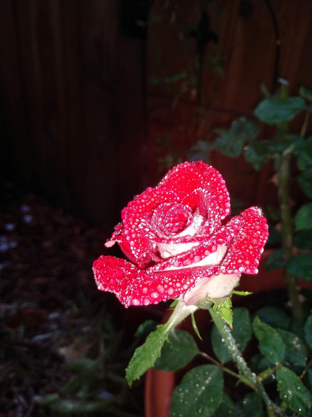 Photo of Rose (Rosa 'Love') uploaded by Daisysdaughter