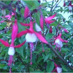 Location: Wairarapa, New Zealand
A Fuschia, but known only to us as "white skirt" species; any ID 