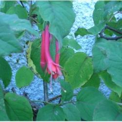 Location: Masterton, Wairarapa, New Zealand
Fuschia bloom; variety details unknown; we called it a Cigarette 