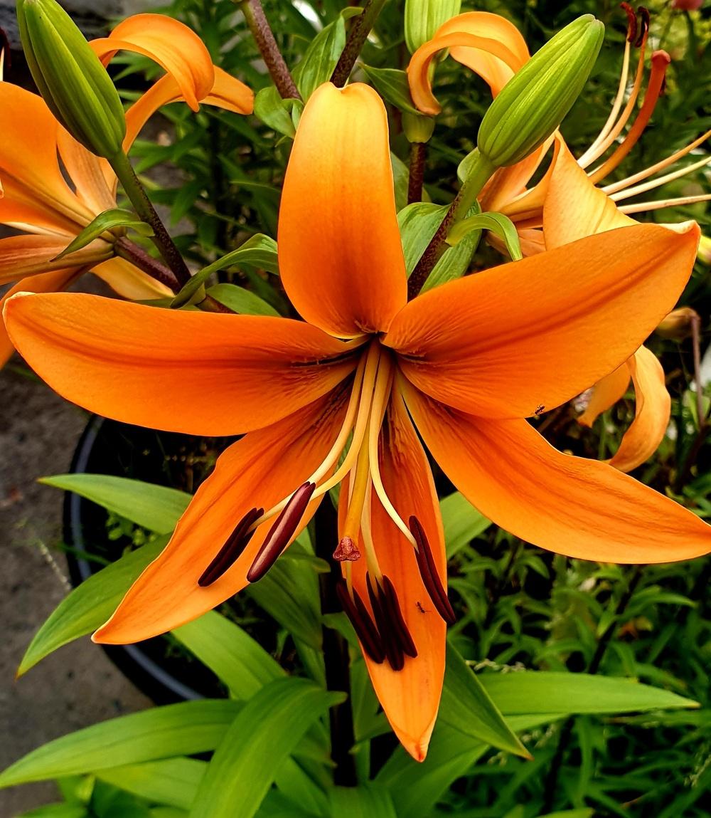 Photo of Lily (Lilium 'Sunset Boulevard') uploaded by gwhizz