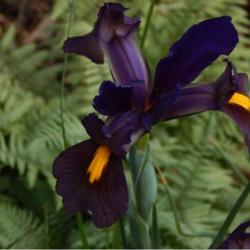 Location: in my friend's garden in Oklahoma City
Date: 04-17-2017
Dutch Iris (Iris x hollandica 'Eye of the Tiger')