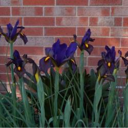 Location: in my friend's garden in Oklahoma City
Date: 05-27-2020
Dutch Iris (Iris x hollandica 'Eye of the Tiger')