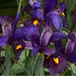 Location: in my friend's garden in Oklahoma City
Date: 4-20-2019
Dutch Iris (Iris x hollandica 'Eye of the Tiger')