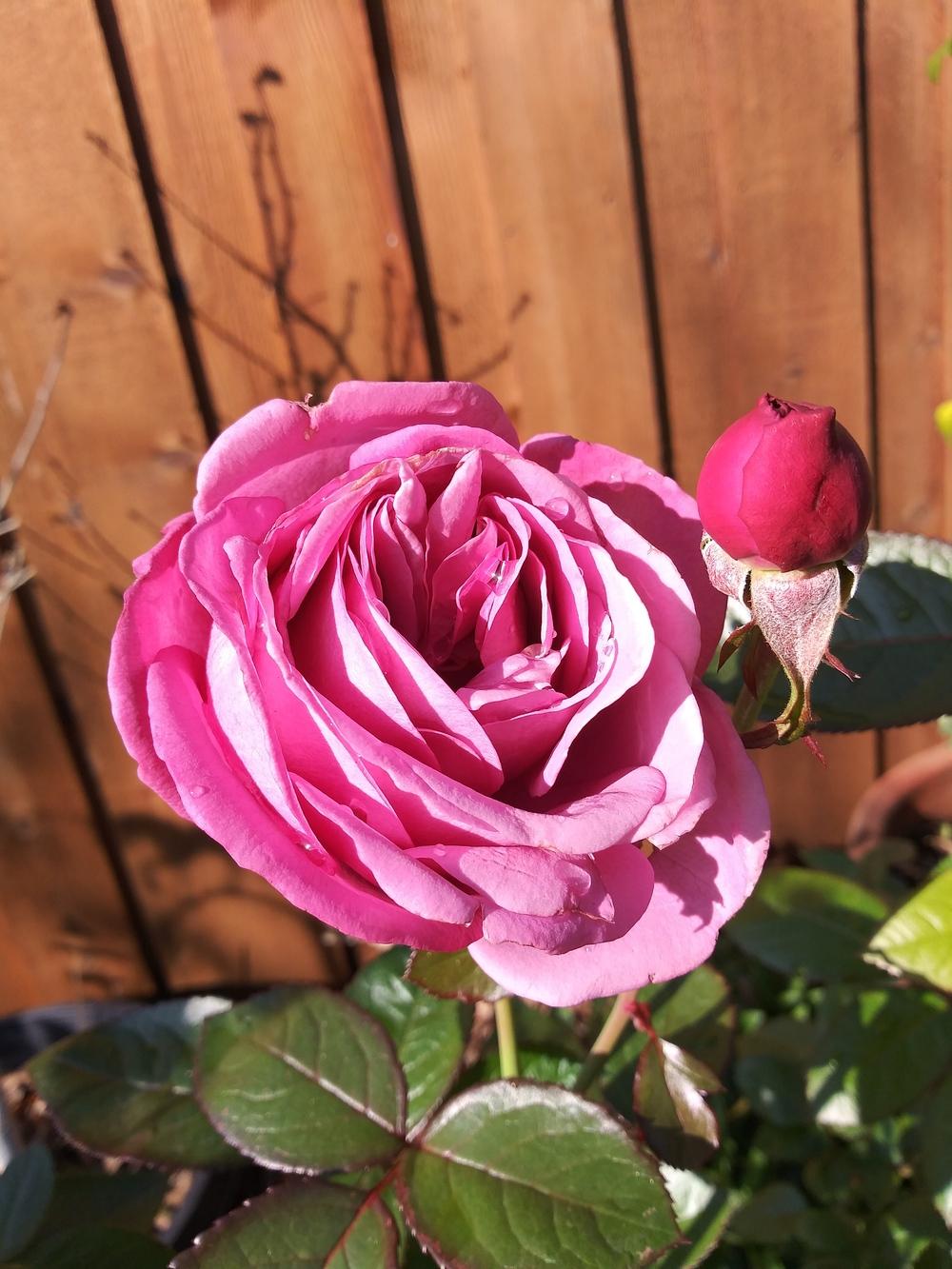 Photo of Rose (Rosa 'Plum Perfect') uploaded by Daisysdaughter