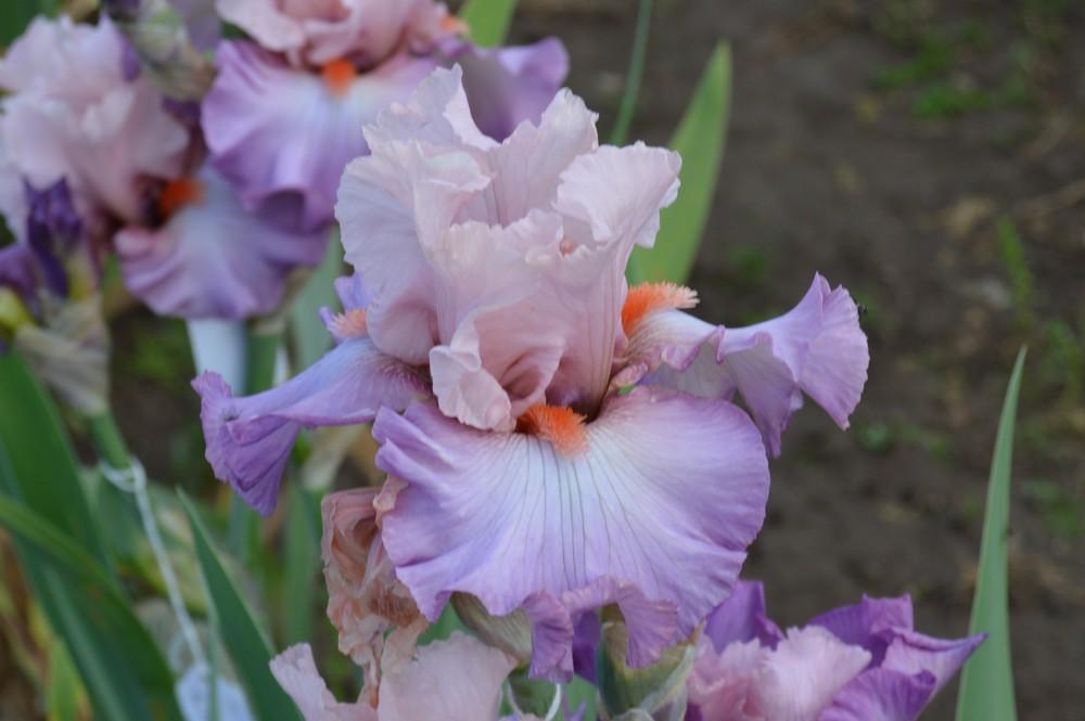 Photo of Border Bearded Iris (Iris 'Adolescence') uploaded by KentPfeiffer