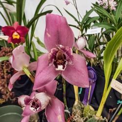 Location: AAOS Orchid Show, Matthaei Botanical Gardens, Ann Arbor
Date: 2018-03-18
Lycaste hybrid:  (Lyc. Shonan Harmony x Lyc. Auburn).  I don't kn