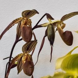 Location: AAOS Orchid Show, Matthaei Botanical Gardens, Ann Arbor
Date: 2018-03-18
Paph. hybrid:  Paphiopedilum Chiu Hua Dancer x Paphiopedilum wilh