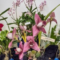 Location: AAOS Orchid Show, Matthaei Botanical Gardens, Ann Arbor
Date: 2018-03-18
Lycaste hybrid:  (Lyc. Shonan Harmony x Lyc. Auburn)