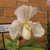 Labeled Paph. Icy Icy Wind / (Paph. Stone Lovely 'Tierra' x Ice C