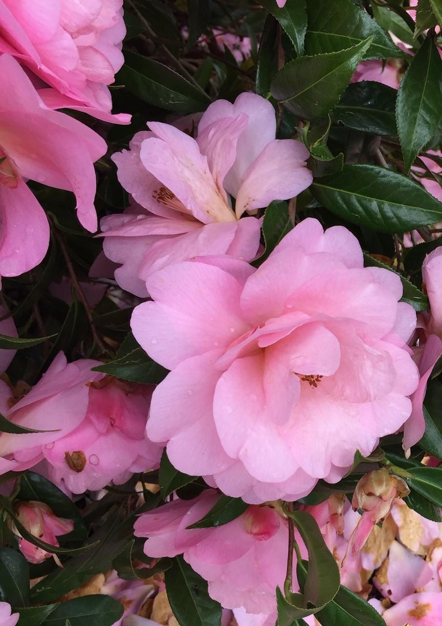 Photo of Camellia 'Taylor's Perfection' uploaded by gregnc