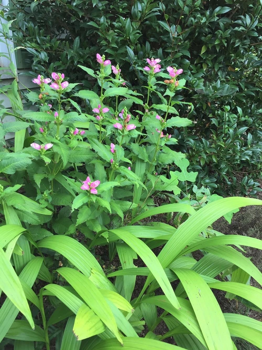 Photo of Pink Turtlehead (Chelone lyonii) uploaded by gregnc