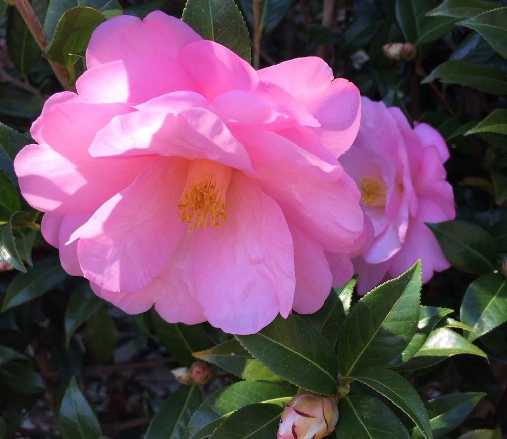 Photo of Camellia 'Taylor's Perfection' uploaded by gregnc