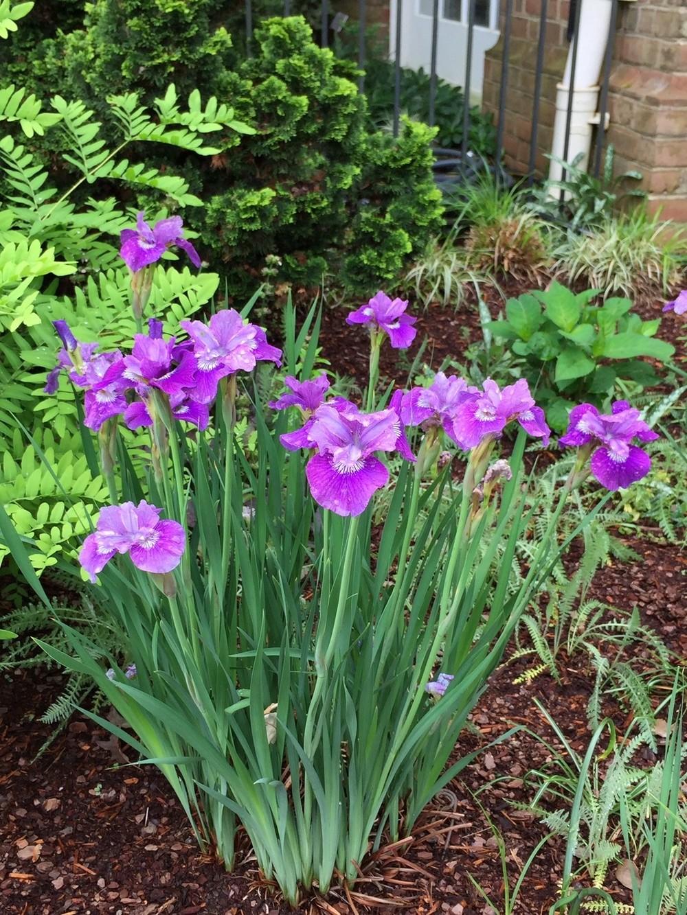 Photo of Siberian Iris (Iris 'Lady Vanessa') uploaded by gregnc