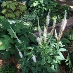 Location: in my friend's garden in Oklahoma City
Date: 06-09-2020
Culver's Root (Veronicastrum virginicum 'Album')
