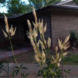 Location: in my friend's garden in Oklahoma City
Date: 06-09-2020
Culver's Root (Veronicastrum virginicum 'Album')