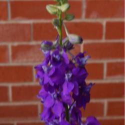 Location: in my friend's garden in Oklahoma City
Date: 05-28-2020
Rocket Larkspur (Consolida ajacis 'Giant Imperial Mix')