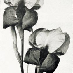 
Date: c. 1922
photo by Hoog from 'Les Iris cultivés', 1923