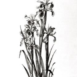 
Date: c. 1922
illustration of Iris orientalis as I. ochroleuca from 'Les Iris c