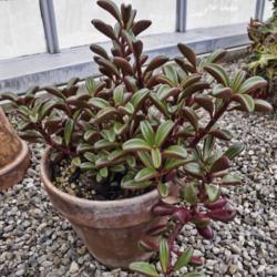 Location: Conservatory, Hidden Lake Gardens, Michigan
Date: 2012-03-01
Peperomia graveolens - love the contrast between the tops and the