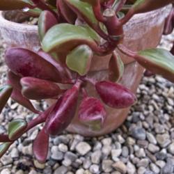 Location: Conservatory, Hidden Lake Gardens, Michigan
Date: 2012-03-01
Peperomia graveolens - red undersides of these leaves that fold s