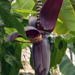 Location: Conservatory, Hidden Lake Gardens, Michigan
Date: 2018-01-26
Musa x paradisiaca - blooms form between successive layers of the