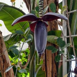 Location: Conservatory, Hidden Lake Gardens, Michigan
Date: 2018-01-26
Musaceae:  Musa x paradisiaca - bloom stalk, dropping from the to