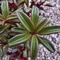 Location: Conservatory, Hidden Lake Gardens, Michigan
Date: 2012-03-01
Peperomia graveolens - stripes of red from the undersides of the 