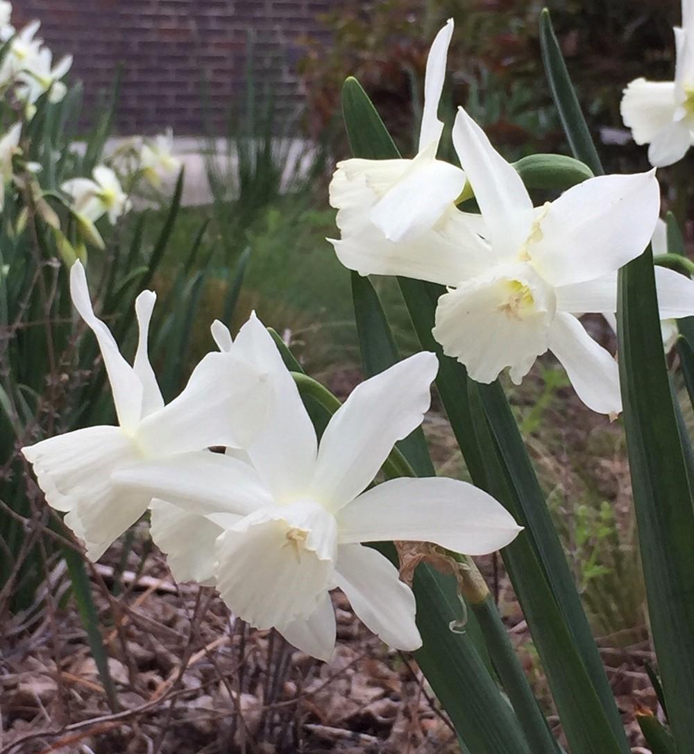 Photo of Triandrus Daffodil (Narcissus 'Thalia') uploaded by gregnc