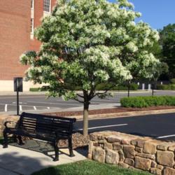 Location: Statesville, NC
Date: 04/28/2018
Planted as a street tree in downtown Statesville, NC.