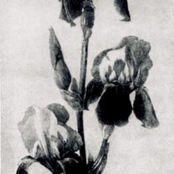 
Date: c. 1922
photo by S. Mottet from 'Les Iris cultivés', 1923