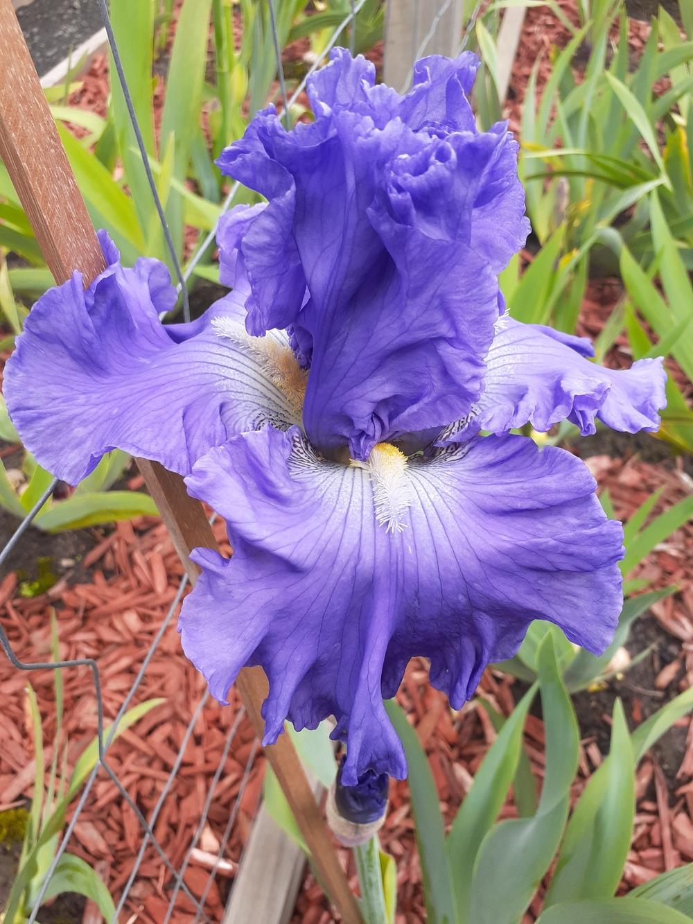 Photo of Tall Bearded Iris (Iris 'Royal Elegance') uploaded by PaulaHocking