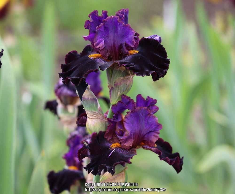 Photo of Tall Bearded Iris (Iris 'Cher and Cher Alike') uploaded by Valery33