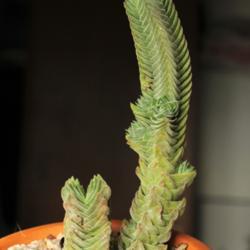 
Date: 2020-12-19
Large stem is 1.5 years old, small one about 5 months. Has some c