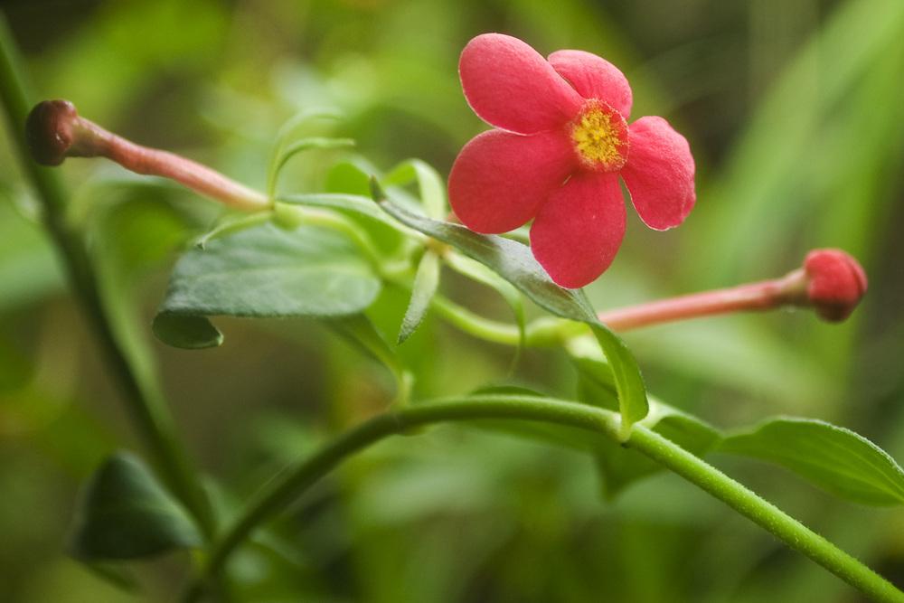 Photo of Panama Rose (Rondeletia splendens) uploaded by AudreyDee