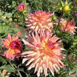 Location: At a local growing field, Happy Dahlia Farm 
Date: 2020-09-25