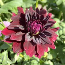 Location: At a local growing field, Happy Dahlia Farm 
Date: 2020-09-18