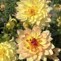 Location: At a local growing field, Happy Dahlia Farm 
Date: 2020-09-18