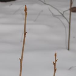 Location: Downingtown Pennsylvania
Date: 2020-12-19
yellowish, naked, unscaled buds