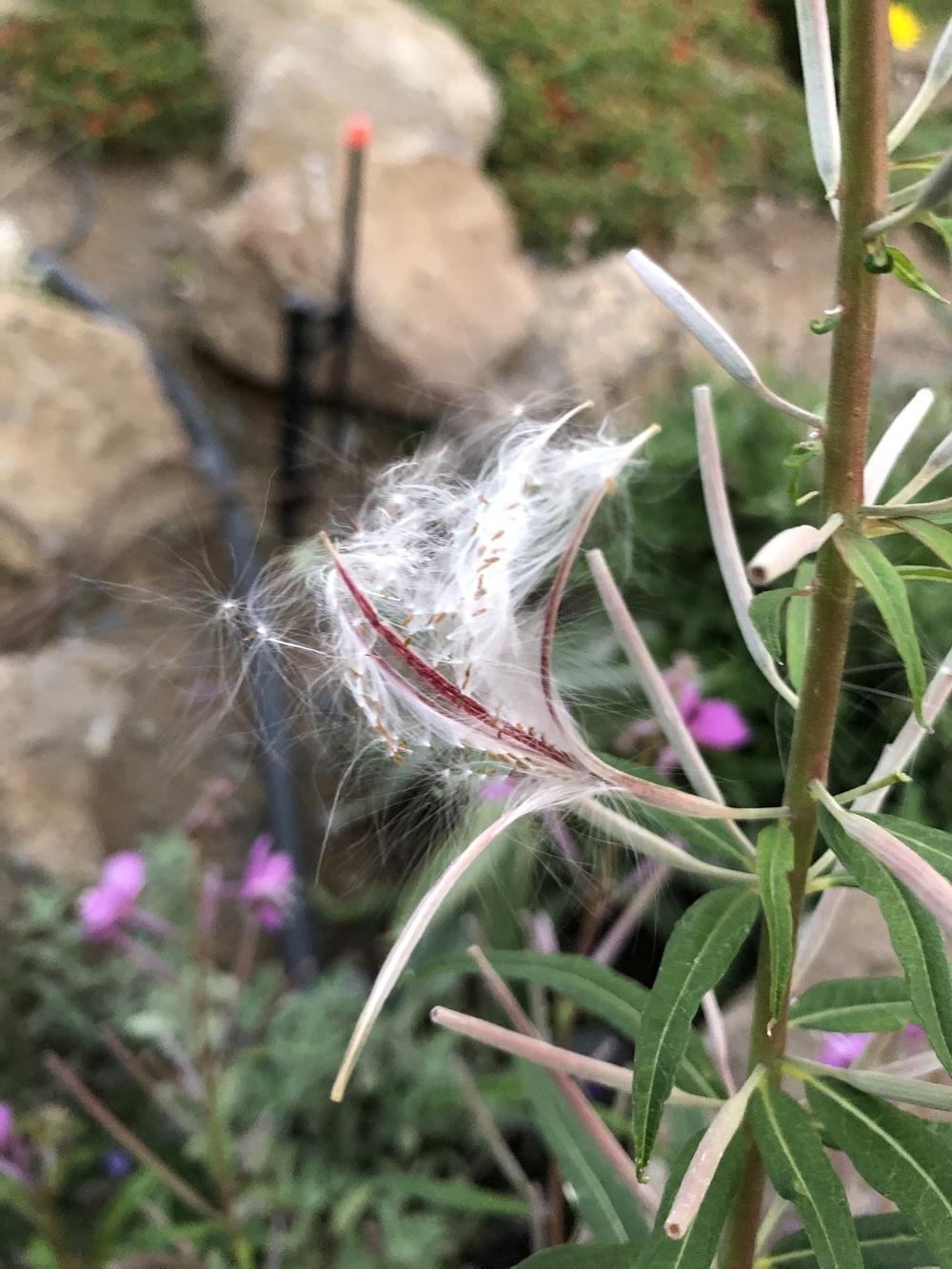 Photo of Fireweed (Chamaenerion angustifolium subsp. angustifolium) uploaded by SassyBluejay