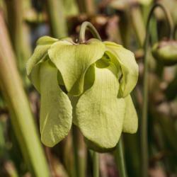 Location: Conservatory, Matthaei Botanical Gardens, Ann Arbor
Date: 2014-03-18
Bloom of a Yellow Pitcher Plant