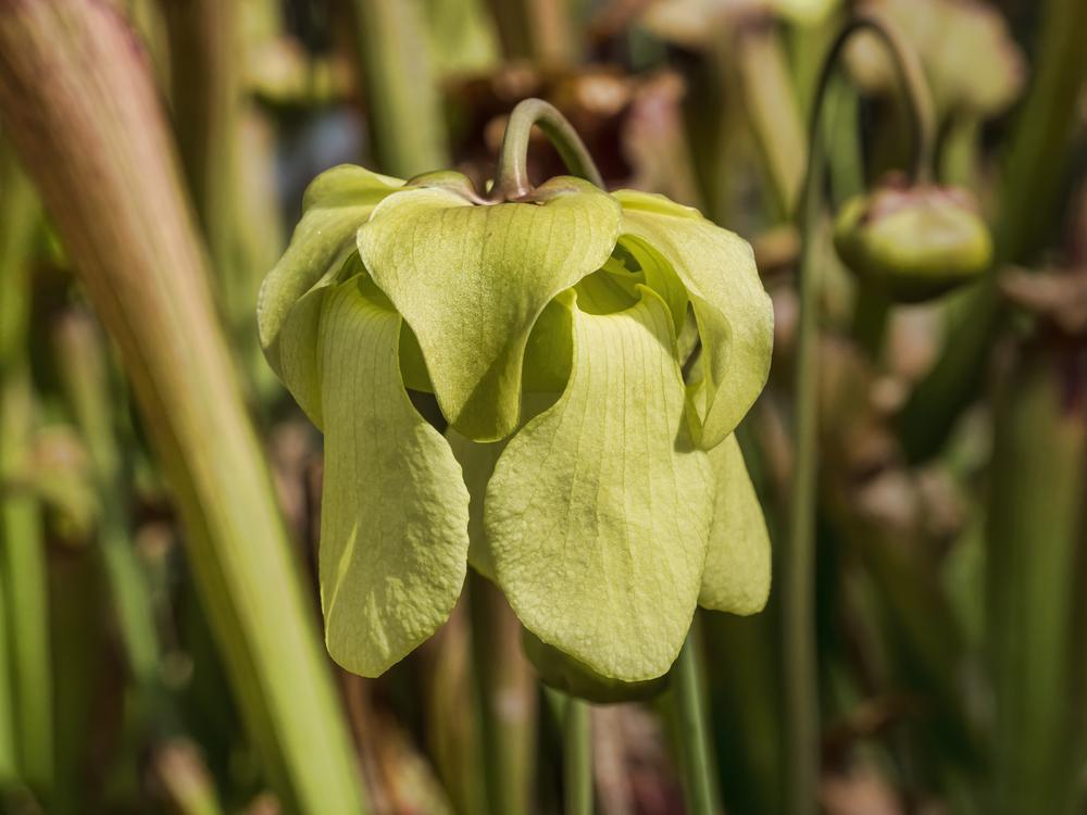 Photo of Pale Pitcher Plant (Sarracenia alata) uploaded by arctangent