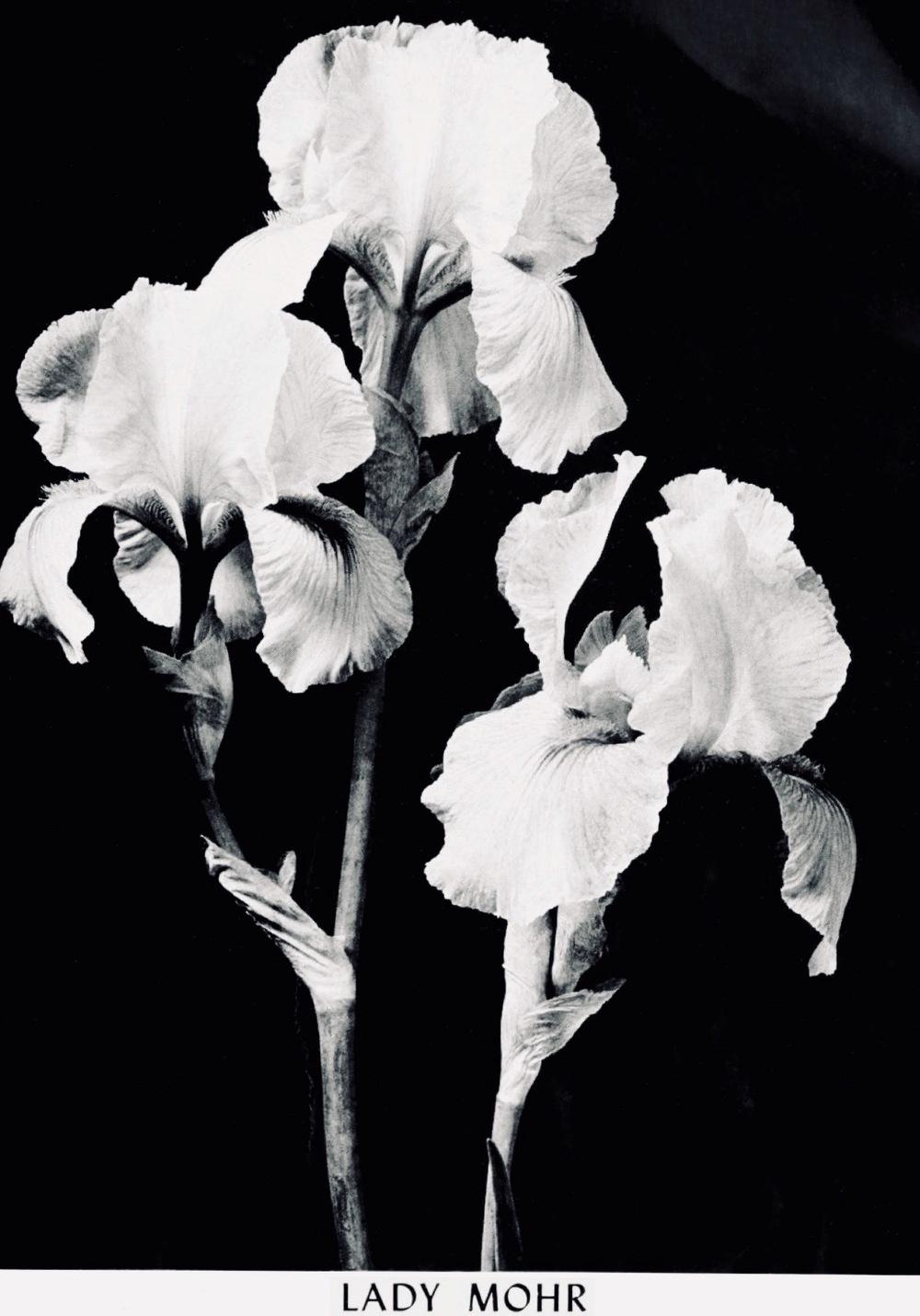 Photo of Arilbred Iris (Iris 'Lady Mohr') uploaded by scvirginia