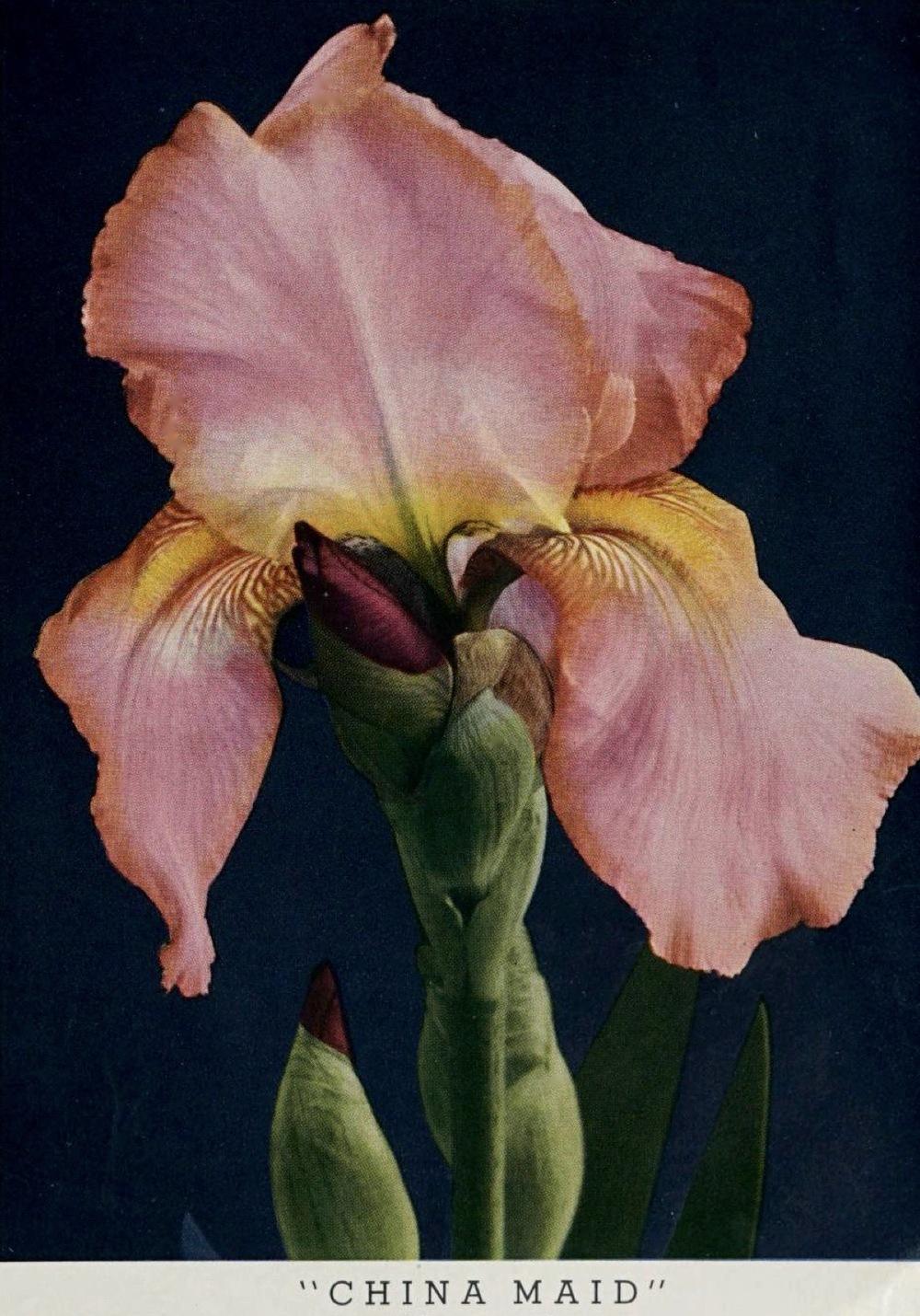 Photo of Tall Bearded Iris (Iris 'China Maid') uploaded by scvirginia