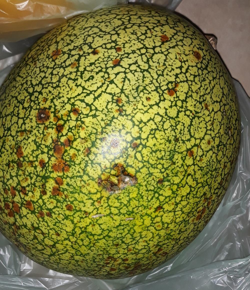 Photo of Watermelons (Citrullus lanatus) uploaded by skopjecollection