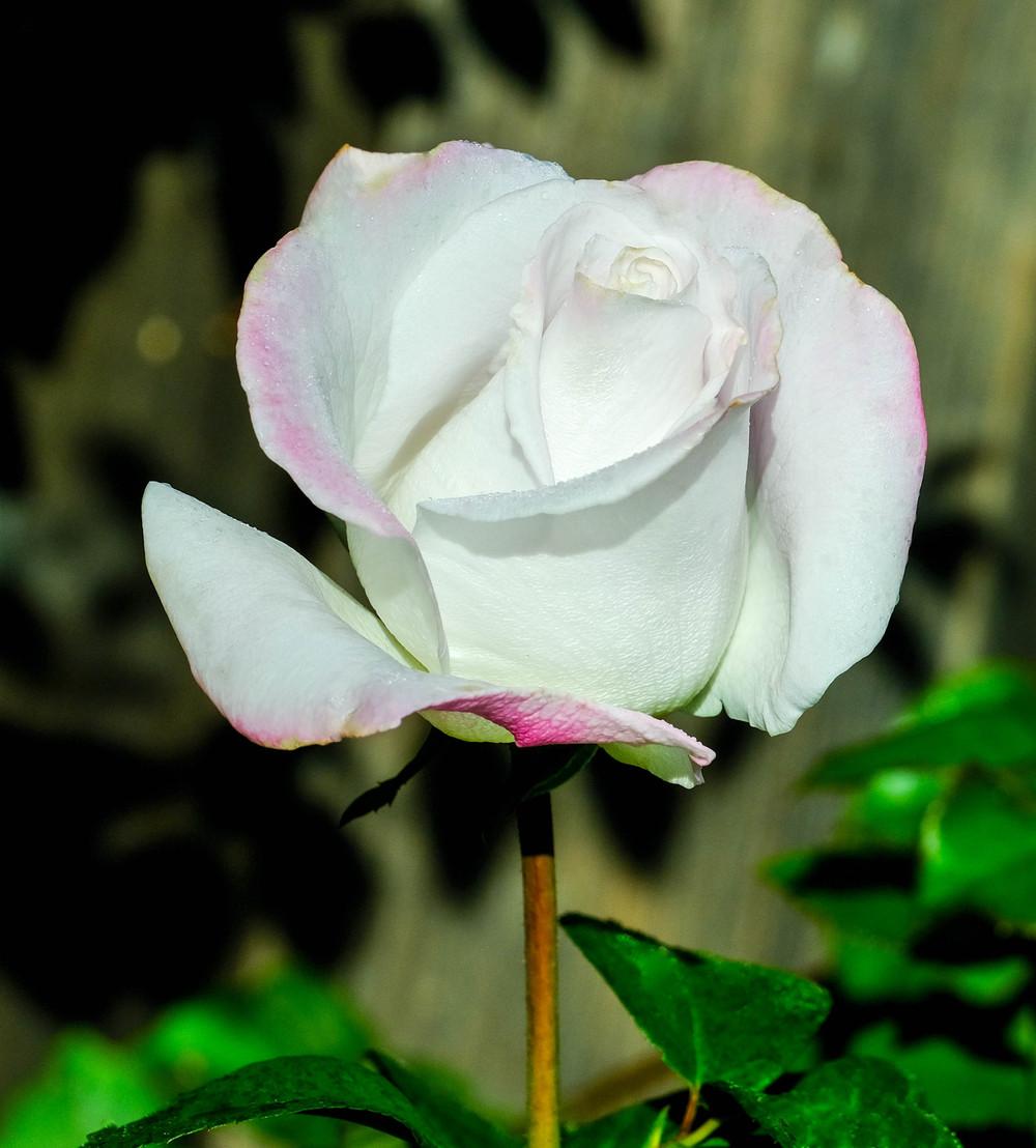 Photo of Rose (Rosa 'World War II Memorial Rose') uploaded by AnnKNCalif