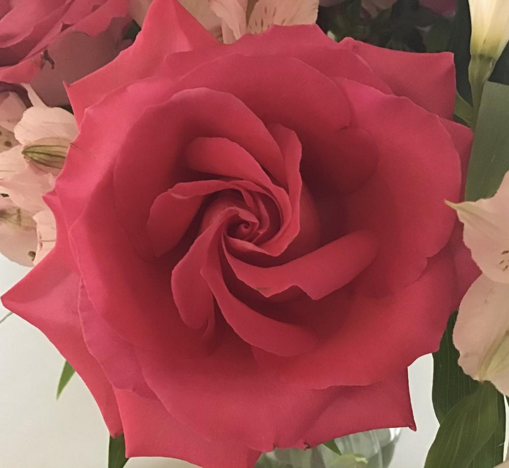 Photo of Roses (Rosa) uploaded by KFredenburg