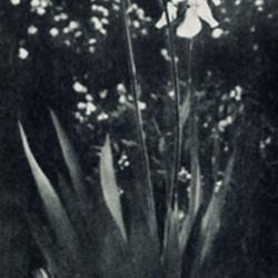 
Date: c. 1926
photo from the 1926 catalog, Lee R Bonnewitz, Van Wert, Ohio